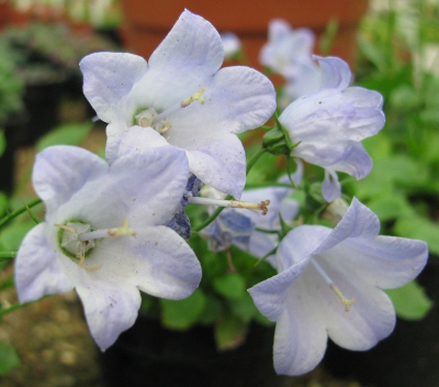 Campanula 'Belinda'